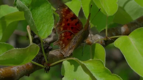Comma butterfly Video stock 308746414