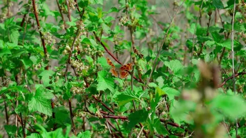 Comma butterfly Video stock 308746416