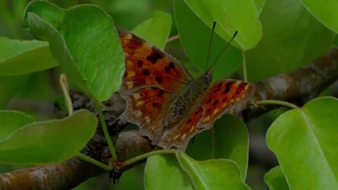 Comma butterfly Video stock 308746417