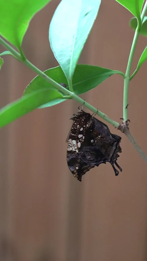 Comma Butterfly Hanging from Green Stem Stock Footage 342592360