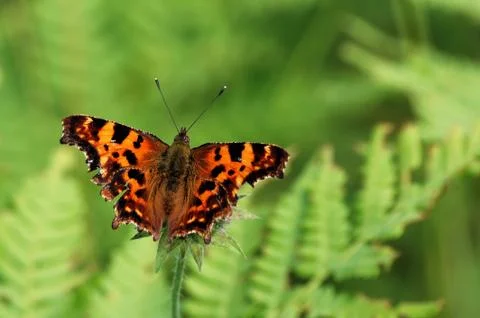 Comma butterfly Stock Photos