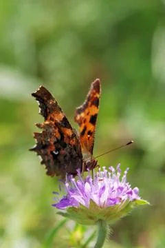 Comma Butterfly Stock-Fotos
