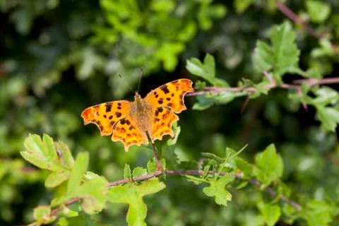 Comma butterfly Stock Photos