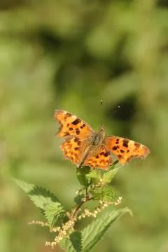 Comma butterfly Stock Photos
