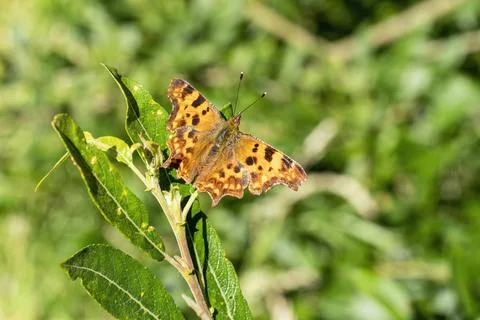 Comma Butterfly 写真素材