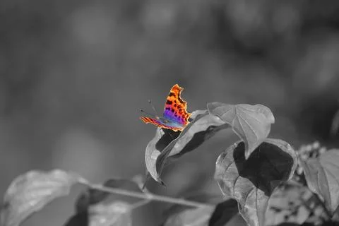 Comma Butterfly Stock Photos