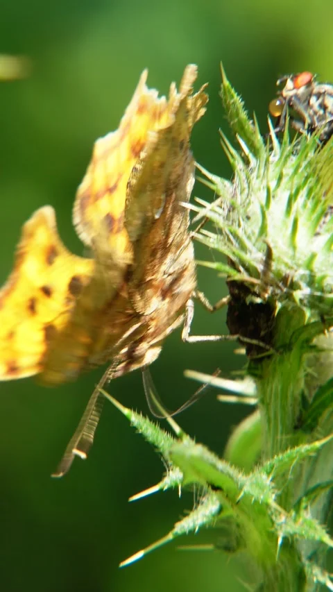 “Comma Butterfly Sipping Nectar” Stock Footage 313137429
