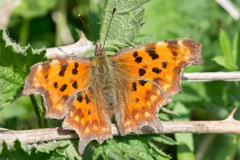 Comma butterfly in Spring Foto stock