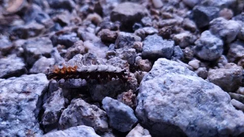 Comma Butterfly worm (Polygonia c-album) Walking Across Rocks – Close Up Stock Footage 339189574