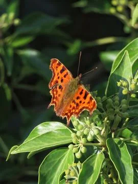 Comma on Leaf Stock Photos