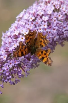 Comma or anglewing butterfly feeding on a buddleja flower Stock Photos