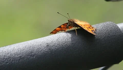 Comma (Polygonia c-album) Stock Footage 11308999