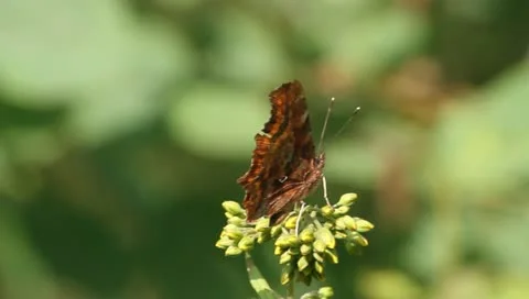 Comma (Polygonia c-album) Stock Footage 11309822