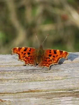 Comma on Wood Stock Photos