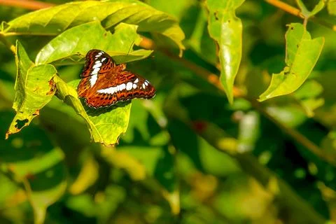 Commander butterfly Moduza procris Stock Photos