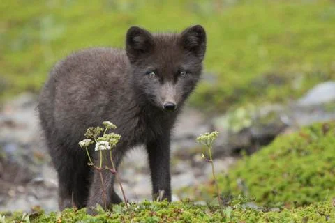 Commanders blue arctic fox pup standing in the green summer tundra Stock-Fotos