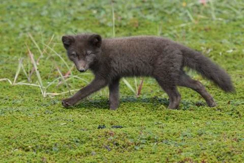 Commanders blue arctic fox puppy running on green tundra Foto stock