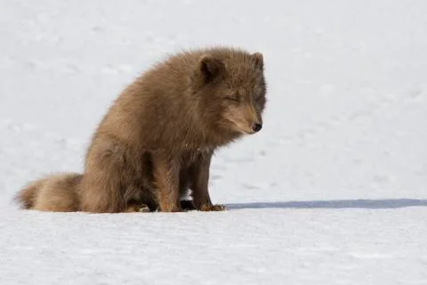 Commanders blue arctic fox that sits on the snow in the tundra on a winter su Foto stock