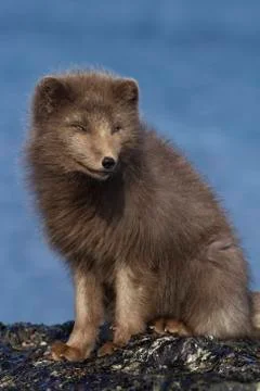 Commanders blue arctic fox that sits on a reef slab at low tide on the seasho Stock Photos