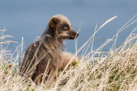 Commanders blue arctic fox sitting near the burrow among dry grass windy spri Stock Photos