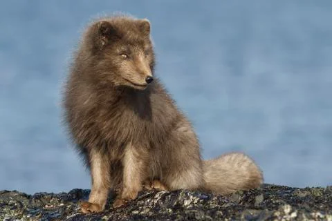 Commander's blue arctic fox sitting on the beach on a sunny day Foto stock