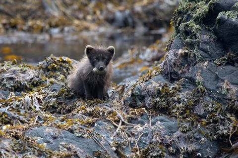 Commanders blue arctic fox sitting on a rocky island with glaucous-winged gul Stock Photos
