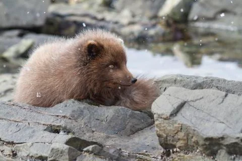 Commanders blue arctic fox sitting among rocks on the ocean at low tide Stock Photos