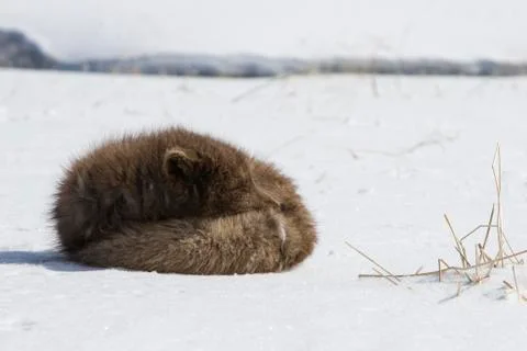 Commander's blue arctic fox that is sleeping in the snow on a sunny day Stock Photos