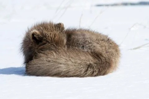 Commander's blue arctic fox that sleeps curled up in the snow Foto stock
