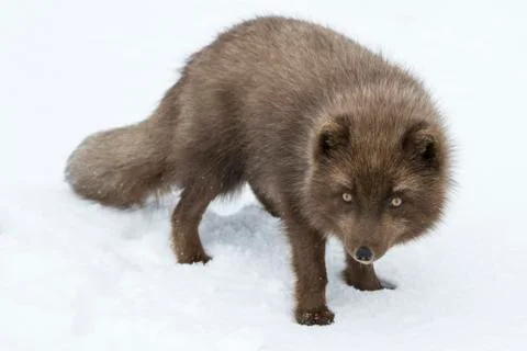 Commander's blue arctic fox that stands in the snow and looking at the camera Stock Photos