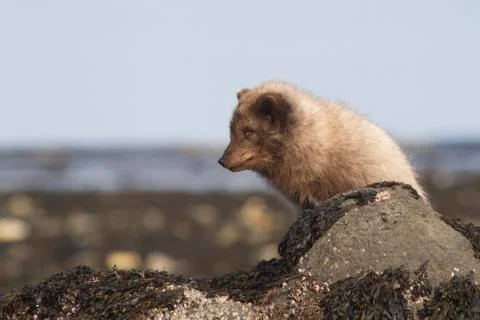Commanders blue arctic fox in winter dress sitting near a stone in a cast str Foto stock