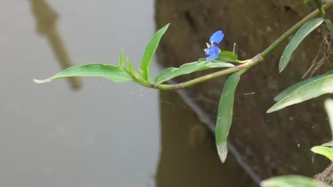 Commelina diffusa 스톡 동영상 332558826