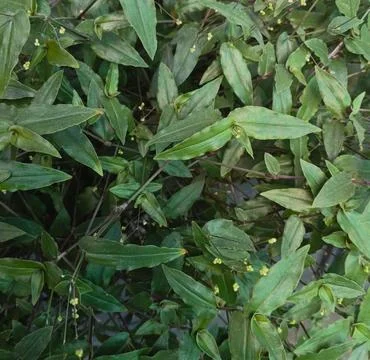 Commelina diffusa green leaves texture close u Stock Photos