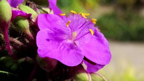 Commelina Flower Video stock 220563448