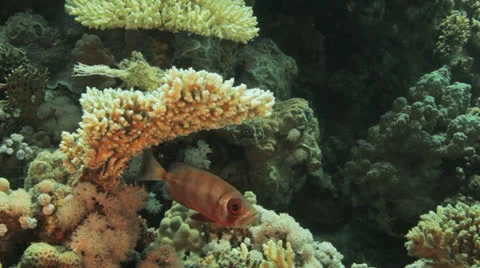 Commen big eye at the reef Stock Footage 22719213