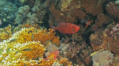 Commen big eye at the reef 库存影片 22720762