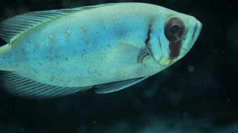 Commen big eye at the reef Stock Footage 22723365