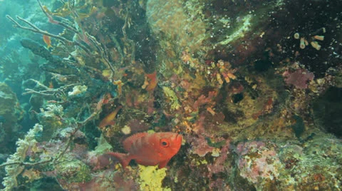 Commen big eye at the reef Stockbeeldmateriaal 22725685