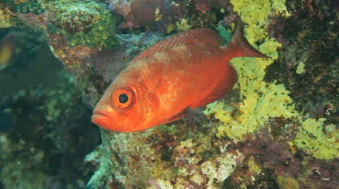 Commen big eye at the reef Stockbeeldmateriaal 22725747