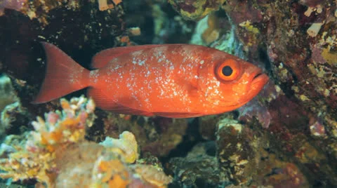 Commen big eye at the reef Stockbeeldmateriaal 22725802