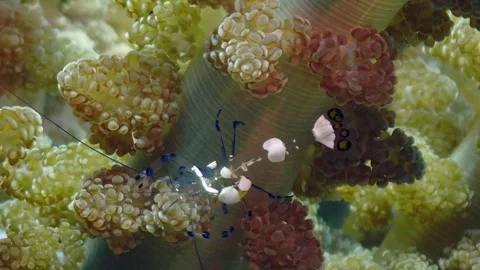 Commensal shrimp 4K Stock Footage 331276492