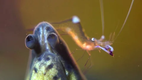 Commensal shrimps (Periclimenes) dancing on eel Stock Footage 72606199