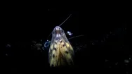 Commensal Shrimps (Periclimenes) Dancing On Snake Eel Stock Footage