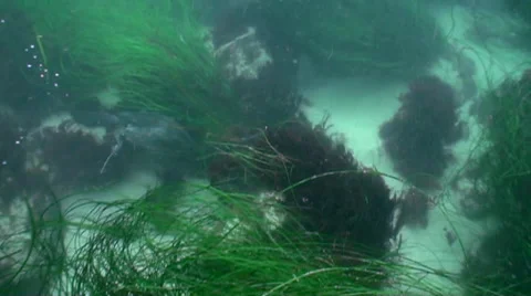 Commerant simming through sea grass slow motion Stock Footage 54294309