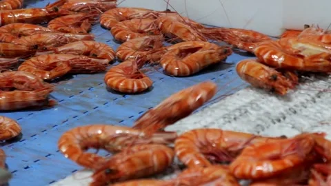 Commercial cooked prawns go down conveyor belt into processing facility Vidéo 311491036