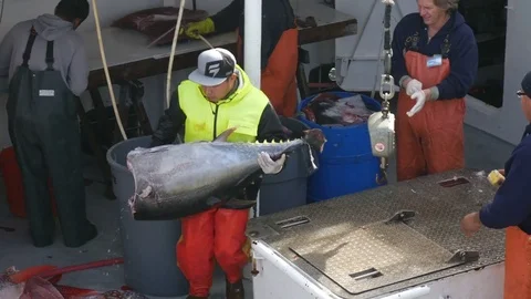 Commercial Fishing Big Eye Tuna Ahi Stock Video Pond5