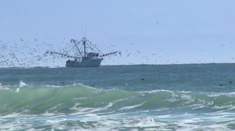 Commercial Fishing - Harvesting Fish at , Stock Video