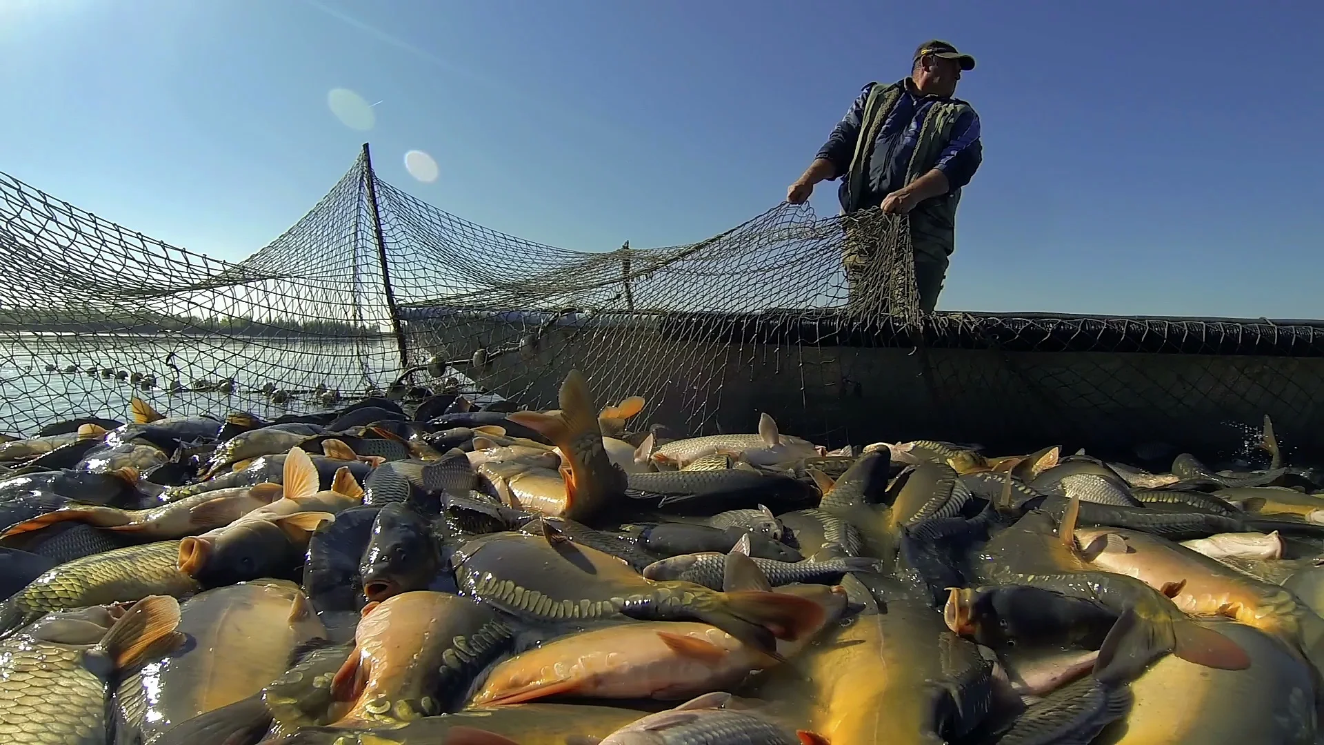 Commercial Fishing - Harvesting Fish at , Stock Video
