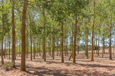 Commercial forest with trees aligned in rows. Stock Photos
