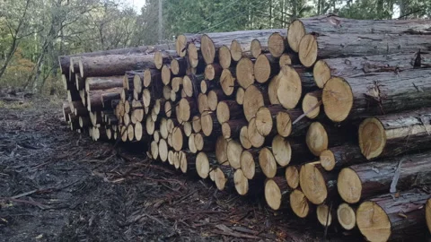 Commercial Logging Stock Footage 245483195